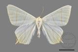 ǦW:Ourapteryx monticola