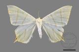 ǦW:Ourapteryx sciticaudaria