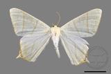 ǦW:Ourapteryx pallidula