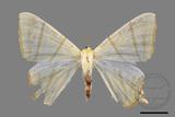 ǦW:Ourapteryx sciticaudaria