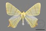 ǦW:Ourapteryx sciticaudaria