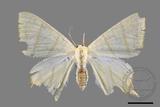 ǦW:Ourapteryx monticola