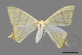 ǦW:Ourapteryx sciticaudaria