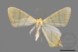 ǦW:Ourapteryx sciticaudaria