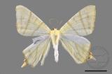 ǦW:Ourapteryx sciticaudaria