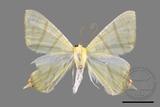 ǦW:Ourapteryx sciticaudaria