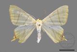 ǦW:Ourapteryx sciticaudaria