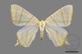 ǦW:Ourapteryx sciticaudaria