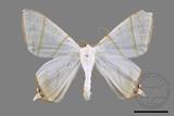 ǦW:Ourapteryx yerburii virescens