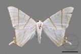 ǦW:Ourapteryx clara formosana