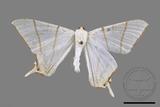 ǦW:Ourapteryx clara formosana