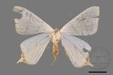 ǦW:Ourapteryx pallidula