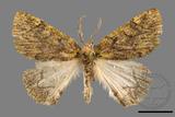 ǦW:Dindica polyphaenaris