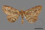 ǦW:Menophra anaplagiata