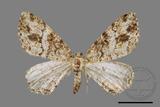 ǦW:Deileptenia rimosaria