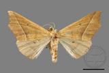 ǦW:Odontopera bilinearia subarida