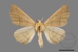 ǦW:Odontopera bilinearia subarida