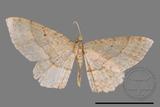 ǦW:Scopula sp.