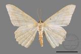 ǦW:Luxiaria mitorrhaphes