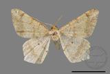 ǦW:Macaria abydata