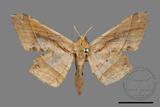 ǦW:Trigonoptila latimarginaria