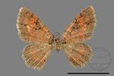 ǦW:Hydrelia bicolorata