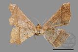 ǦW:Trigonoptila latimarginaria