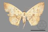 ǦW:Lophobates ochrolaria