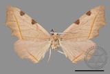 ǦW:Hypochrosis rufescens