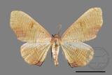 ǦW:Plagodis reticulata