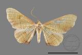 ǦW:Plagodis reticulata