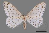 ǦW:Xenoplia trivialis