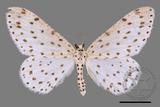 ǦW:Xenoplia trivialis