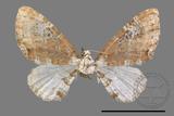 ǦW:Larentiinae sp.