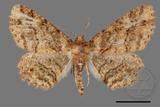 ǦW:Paradarisa comparataria rantaizanensis