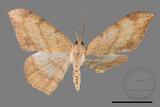 ǦW:Luxiaria amasa fasciosa