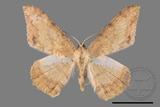 ǦW:Luxiaria amasa fasciosa