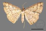 ǦW:Synegia estherodes