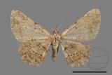 ǦW:Alcis nubeculosa