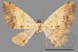 ǦW:Lophobates ochrolaria