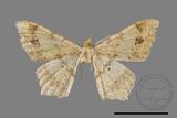 ǦW:Macaria abydata