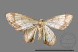 ǦW:Idaea sugillata