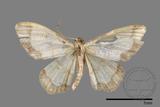 ǦW:Idaea sugillata