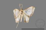 ǦW:Idaea sugillata