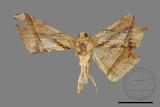 ǦW:Trigonoptila latimarginaria