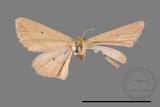 ǦW:Scopula emissaria