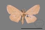 ǦW:Scopula emissaria