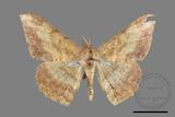 ǦW:Luxiaria amasa fasciosa