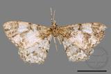 ǦW:Alcis admissaria undularia