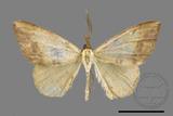 ǦW:Heterolocha marginata